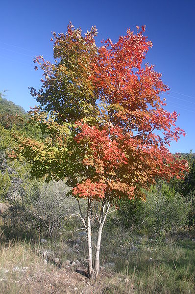 файл:bi-colored maple tree.jpg