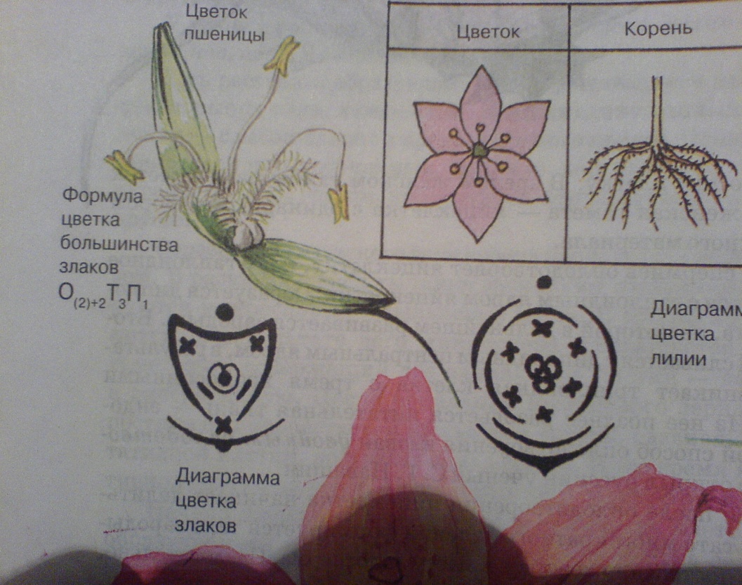 Цветок лилейных схема