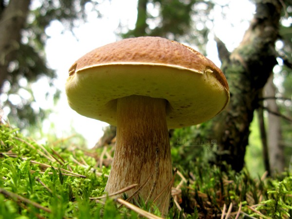 много грибов лесу (65 фото)