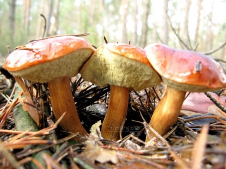 много грибов лесу (65 фото)