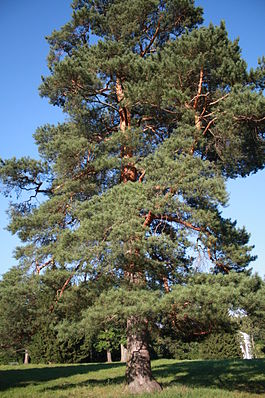 pinus sylvestris