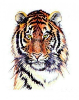 https://tattooinfo.ru/images/foto_cvetnoj_jeskiz_tatuirovki_golova_tigra.jpg